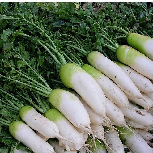 Hạt Giống Củ Cải Trắng Muối Dưa