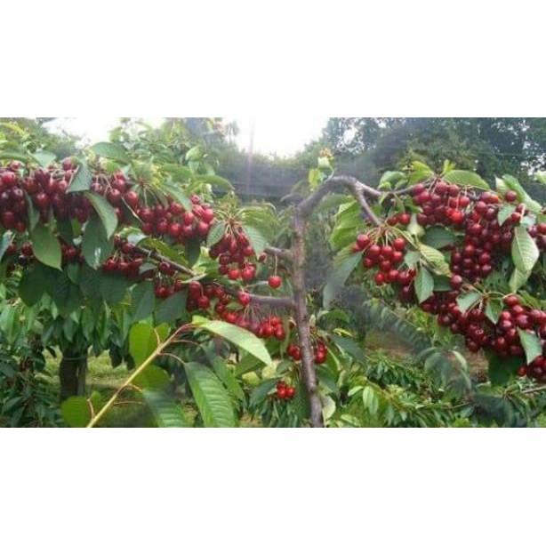 Cherry Anh Đào ( Cherry Mỹ)