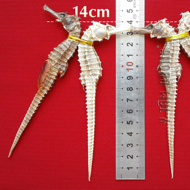 Cá ngưa khô loại TỐT - 1cặp dài từ 11cm-15cm