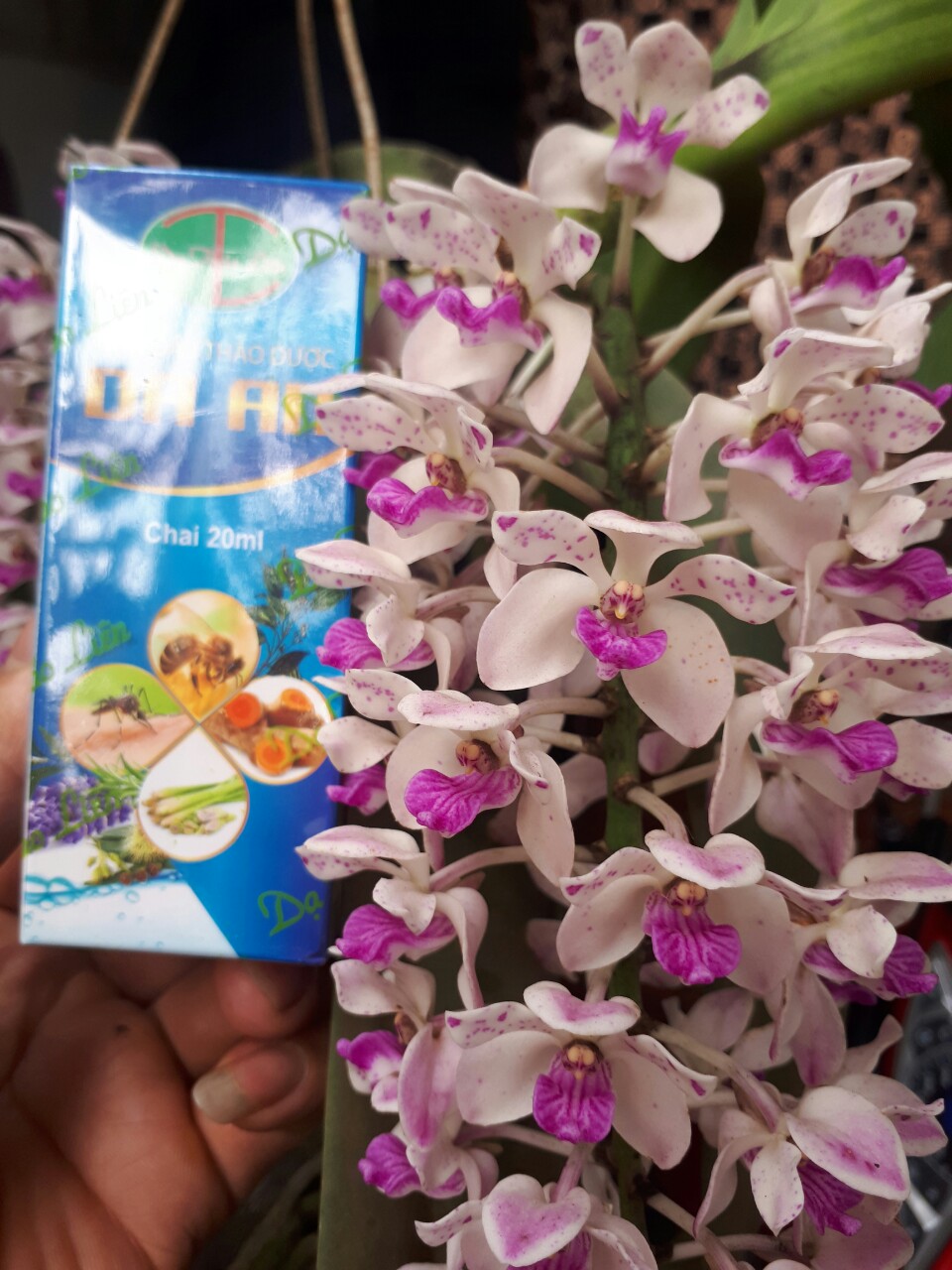 tinh dầu thảo dược DA AN 100% thuần thiên nhiên