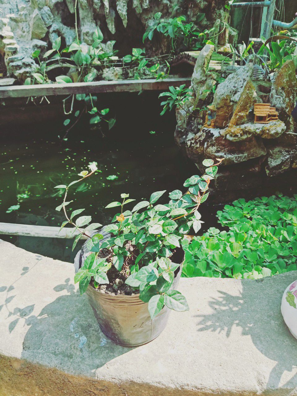 bụi thằn lằn cẩm thạch