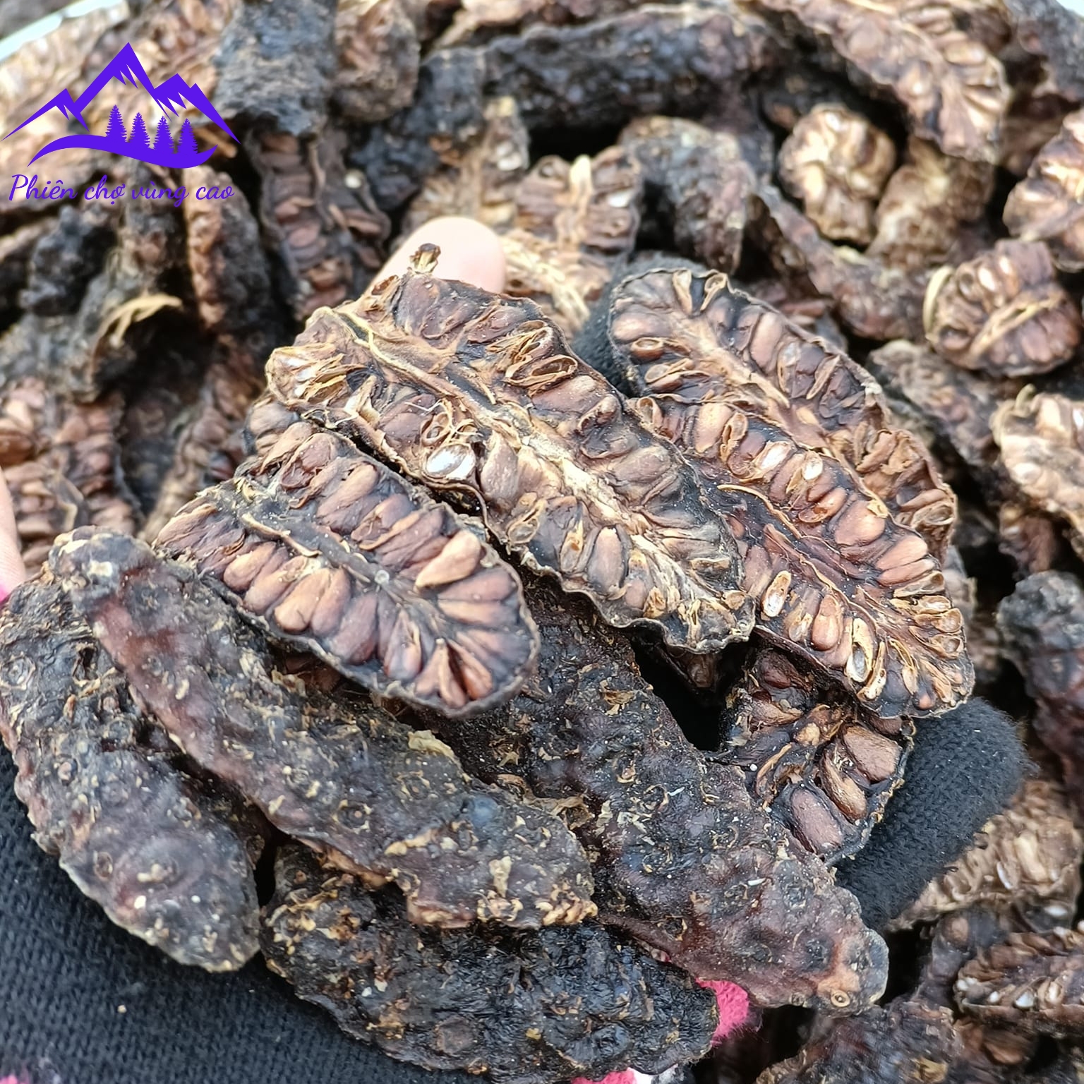 Trái nhàu, quả nhàu rừng khô ngâm rượu loại 1 được sấy khô từ trái nhàu tươi chín, ngâm mật ong, đường phèn, ngâm rượu