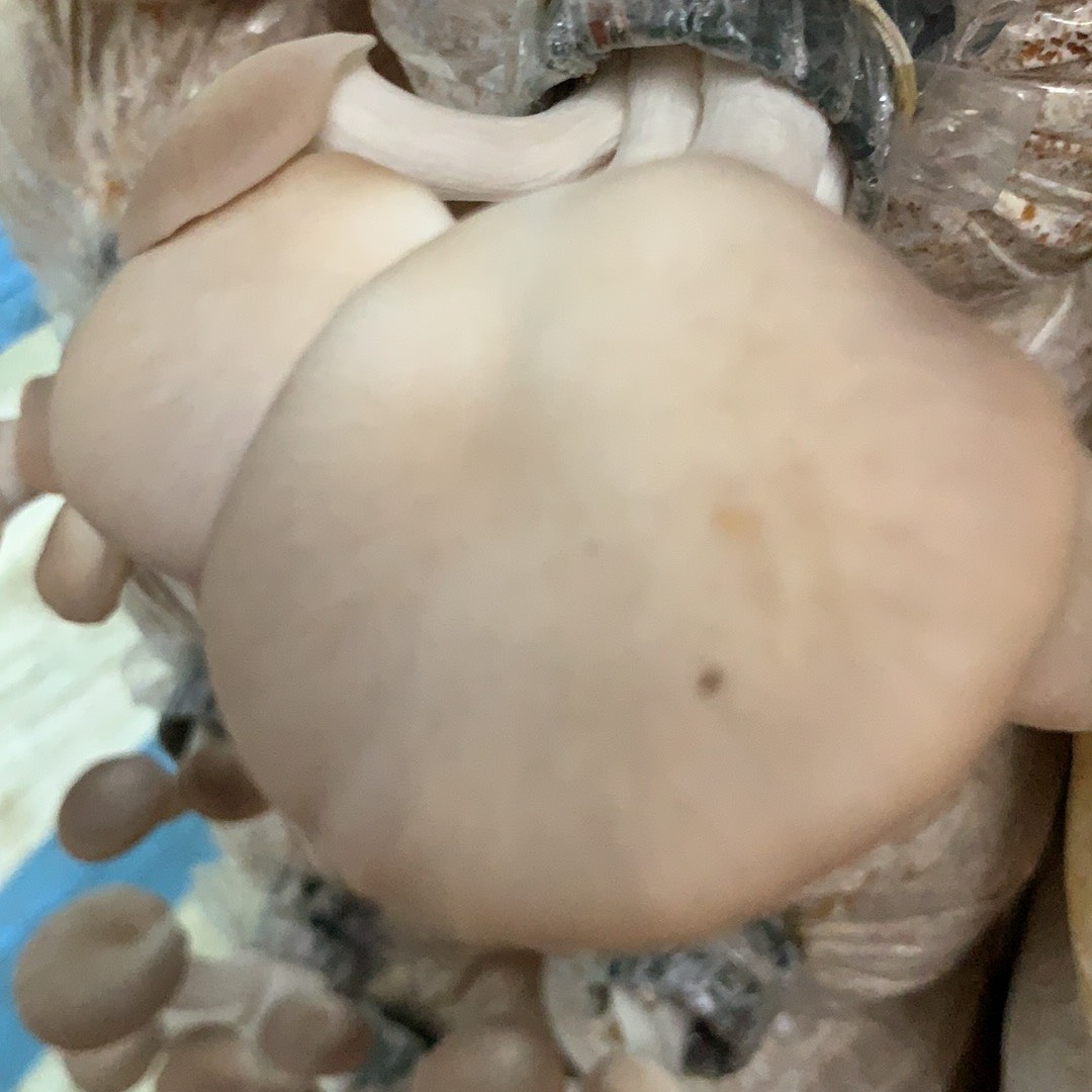 Phôi nấm Bào ngư (Kiện 16 bịch)