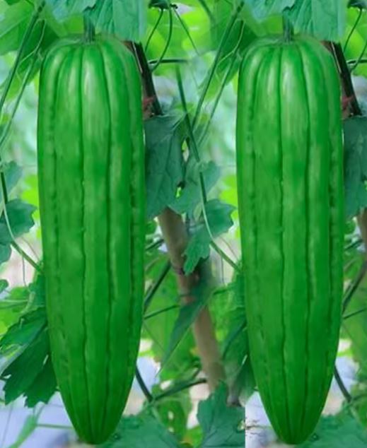 Hạt giống khổ qua khổng lồ (mướp đắng) Thái Lan 5 hạt