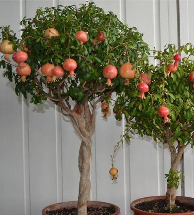 Hạt Giống Lựu Cảnh Lùn ( lựu bonsai ) ( 10 hạt )