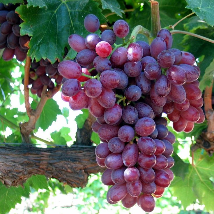 Hạt Giống Nho Pháp Leo Giàn ( Gói 10 Hạt) - Dễ Trồng, Siêu trái