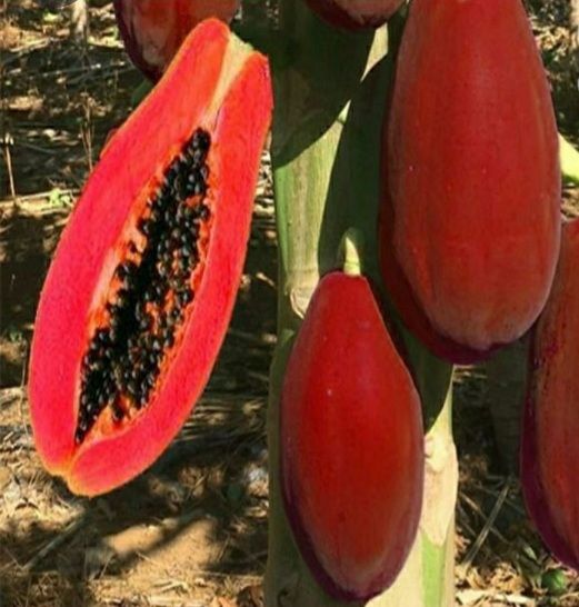 HẠT GIỐNG ĐU ĐỦ ĐỎ LÙN SIÊU TRÁI