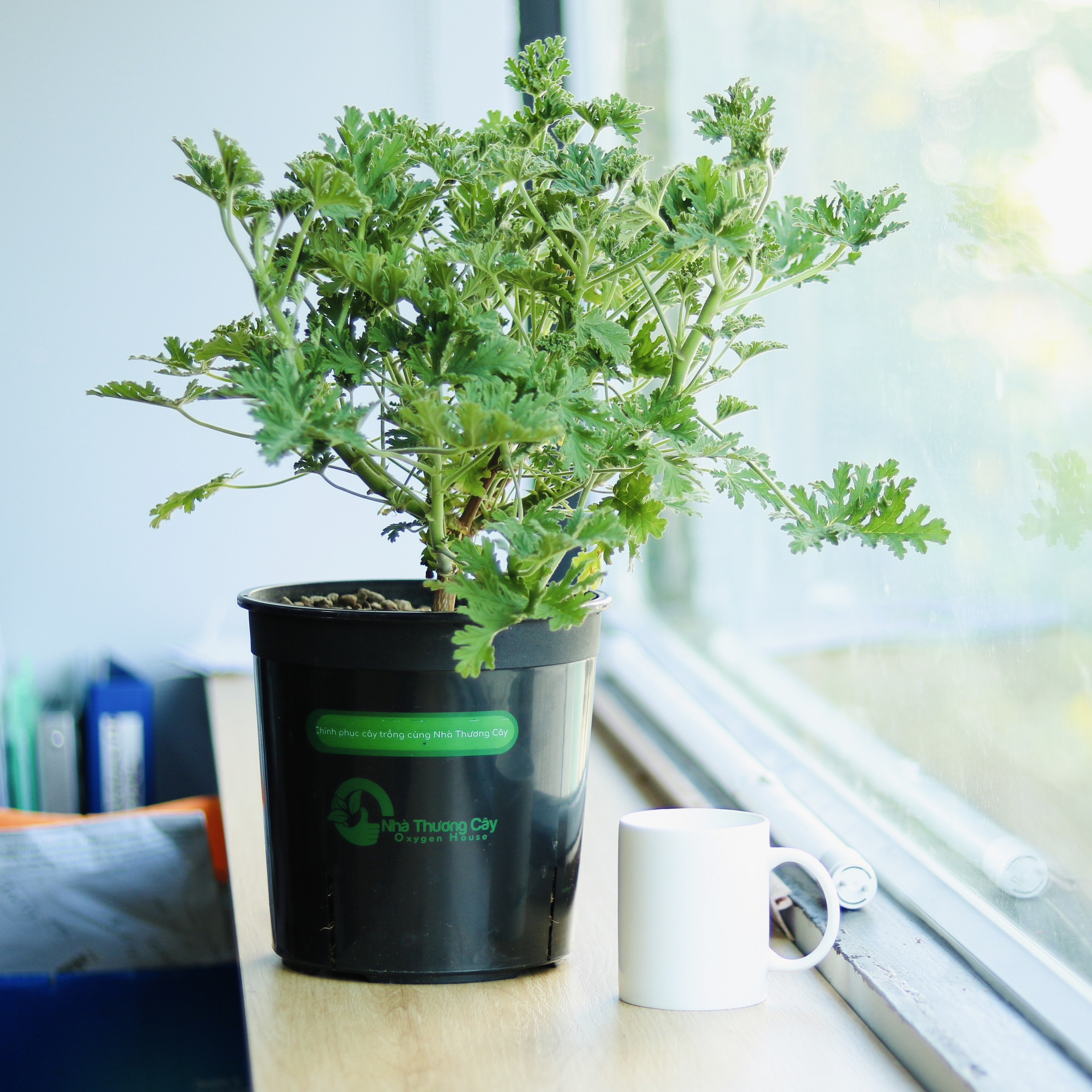 Phong lữ hoa hồng | Citronella Geranium