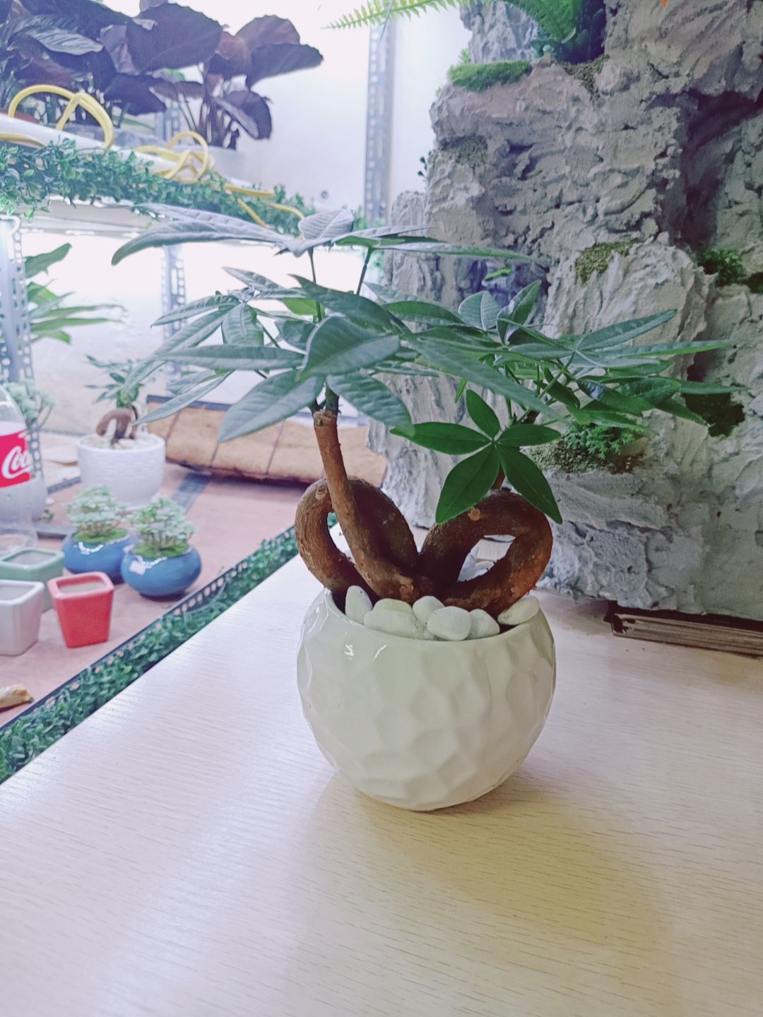 Cây Kim Ngân Trái Tim Kèm Chậu Sứ(ảnh thật)