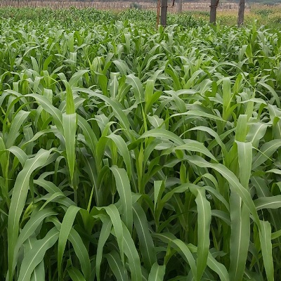 Hạt Giống Cỏ chăn nuôi SUDAN -Gói 100gram(tặng kèm phân bón)