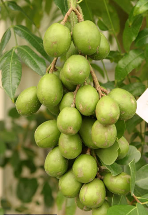 Cây cóc thái