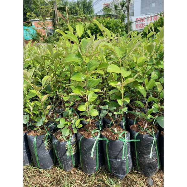 cây giống táo thái mau trái