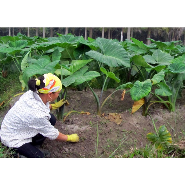 Cây giống khoai môn trắng - cây giống size nhỏ