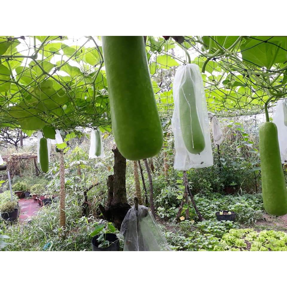 Túi bọc Bầu bọc Mướp size 15x60cm hiệu bao trái cây Ánh Dương