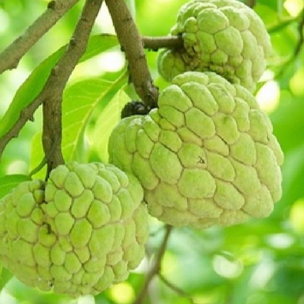 Hạt giống cây na dai ( mãng cầu ta ) Gói 10 hạt