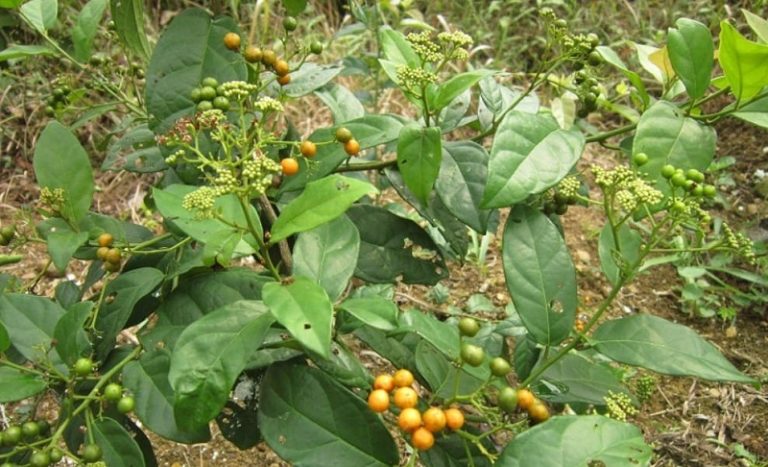 COMBO 5 CÂY XẠ ĐEN CHUẨN