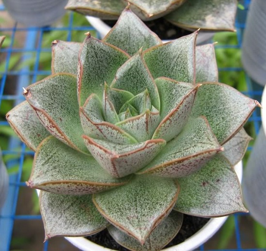 Sen đá hoa hồng  size bầu 3-5 cm