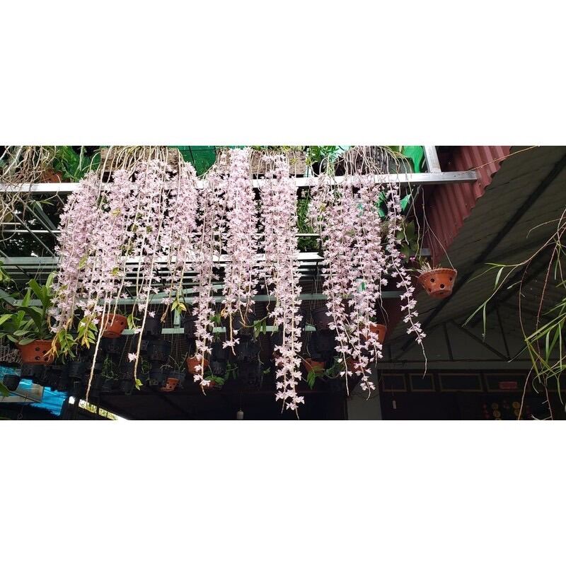 Hoa Lan đột biến hạc vỹ(1 bó hình cuối)