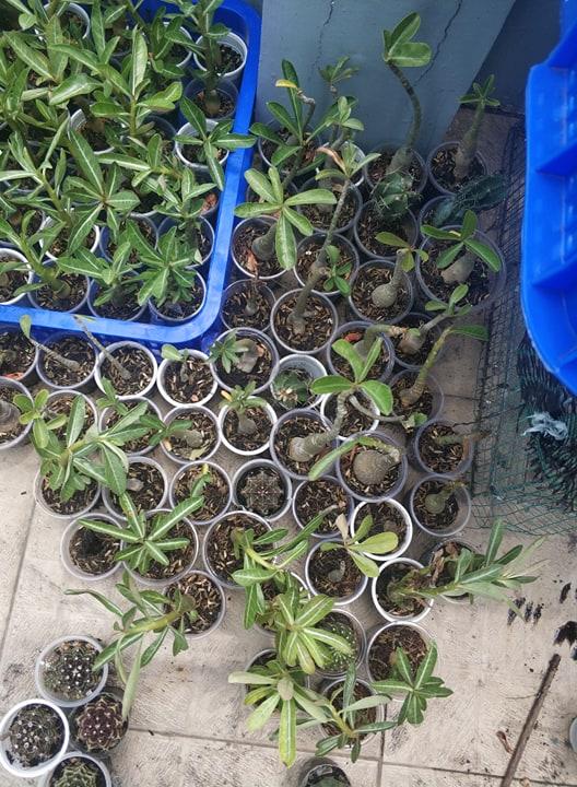 [HCM]Sứ kim tử tháp somalen loại đẻ nhánh (KM:khi mua 3 cây tặng 5 hạt sứ kim tự tháp cùng loại)