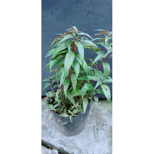 Cây Bọ Mắm (cay thuoc doi)