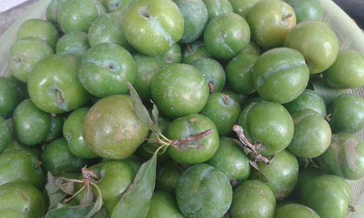 Mận Xanh Tây Bắc đầu mùa