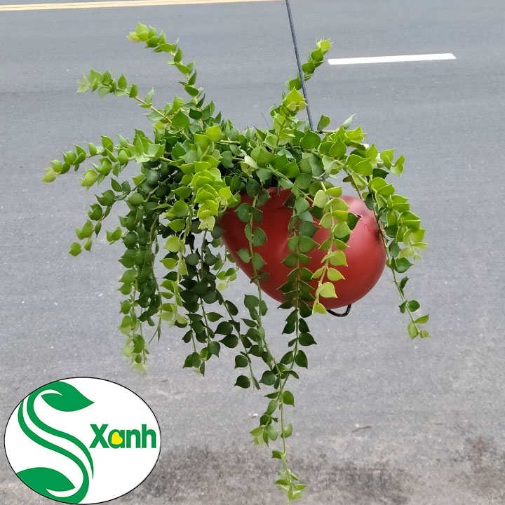 Chậu Treo Lan Tim Ốc Đỏ