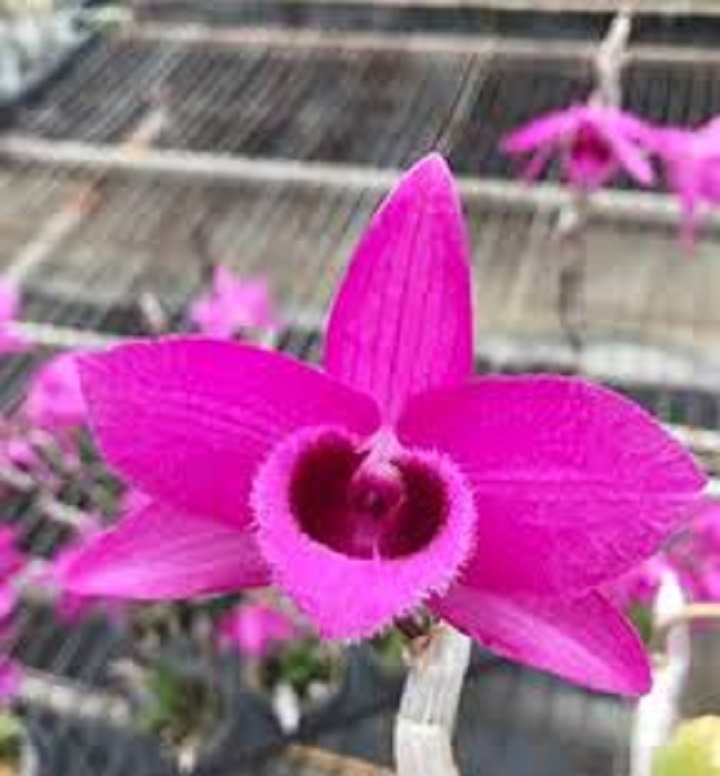 Hoa phong lan trầm rồng đỏ