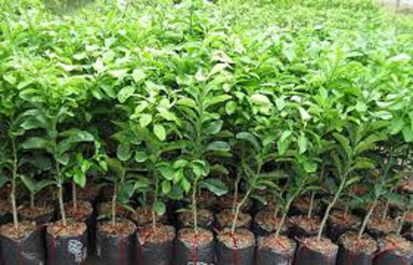 CÂY GIỐNG BƯỞI VÀNG