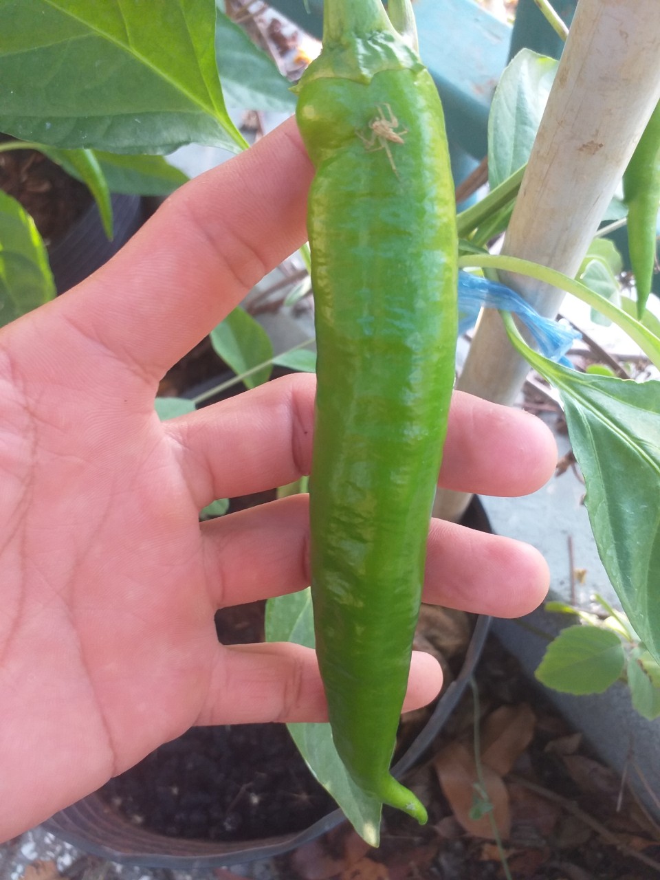 1 trái ớt ngọt hàn quốc tươi