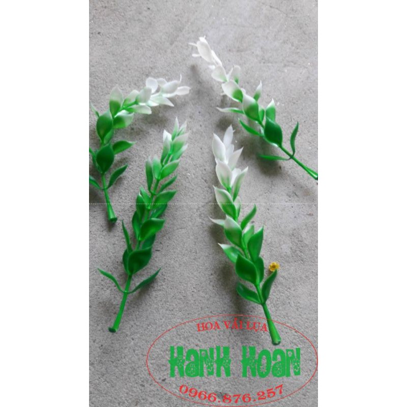1kg cỏ điểm các loại