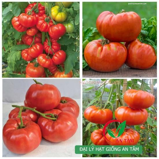 Hạt giống cà chua đỏ khổng lồ - 1 gói 20 hạt