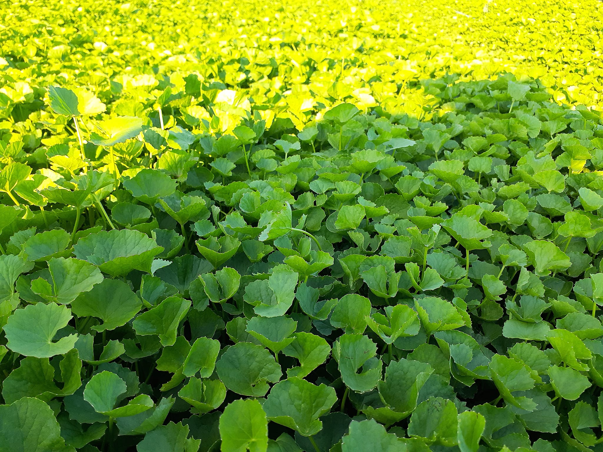 Hạt giống rau má Việt Nam - 2gram ( 3500 hạt)