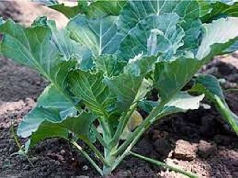 Mustard Greens Seeds (Mustard Greens) 10 Gram Package