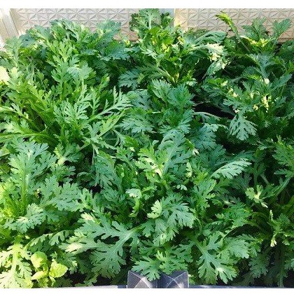 [Seeds] Hạt giống Rau Tần Ô (Cải cúc), đóng gói 20gr