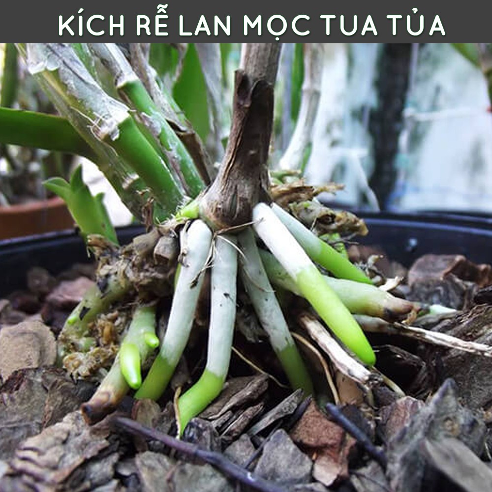 Kích rễ N3M (100g) kích ra rễ mạnh