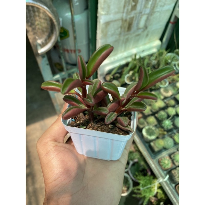 sen đá đậu đỏ (giống xịn)