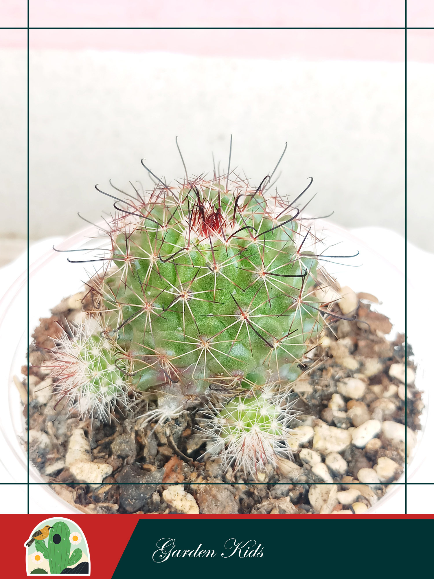 Xương rồng móc câu hoa vàng (Mammillaria Beneckei)