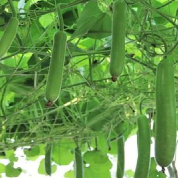 Hạt giống bầu lai siêu trái (gói 10 hạt)