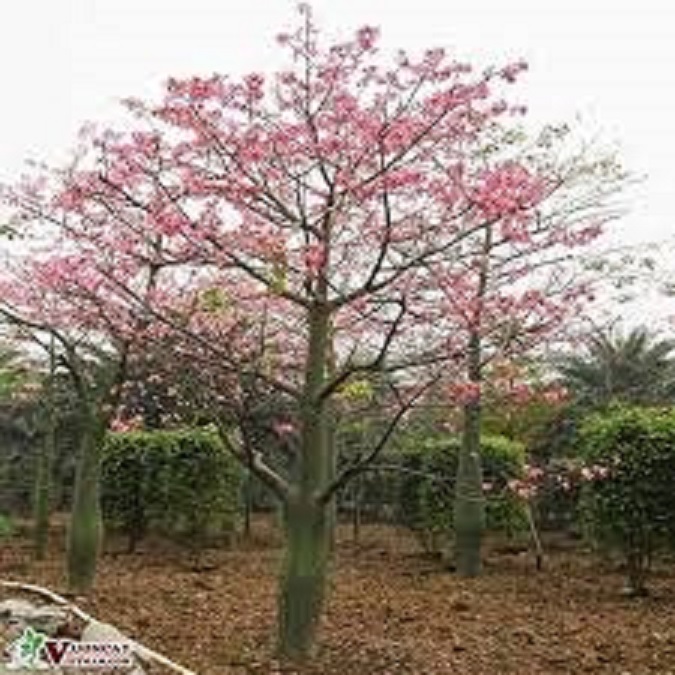 CÂY GIỐNG HOA MỸNHÂN ( Cây Gạo Hồng)