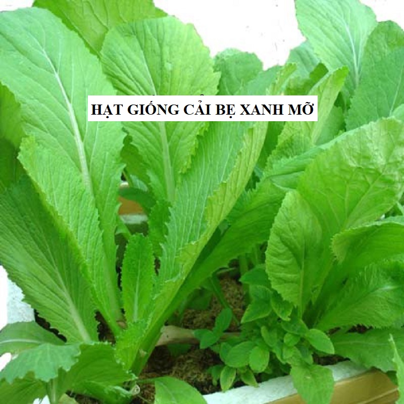 Hạt giống cải bẹ xanh mỡ - gói 20gram