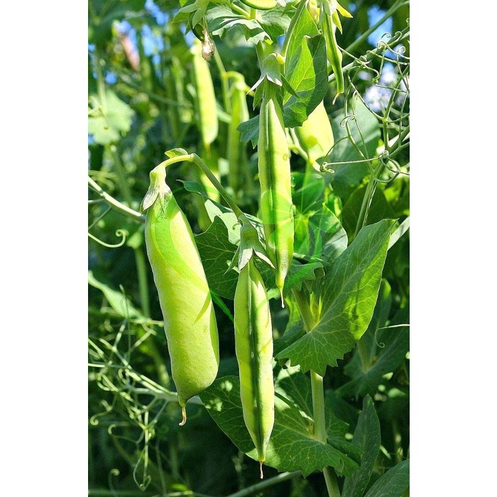 HẠT GIỐNG ĐẬU HÀ LAN - GÓI 20 GRAM
