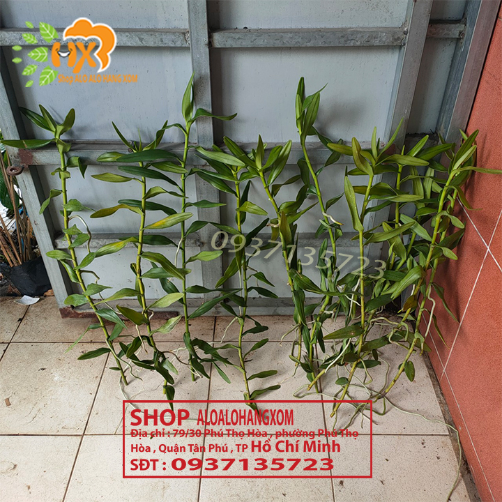 [HCM]COMBO 10 CÂY LAN BÒ CẠP RẰN CON