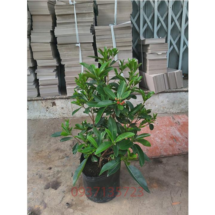 [HCM]cây mai thái đỏ