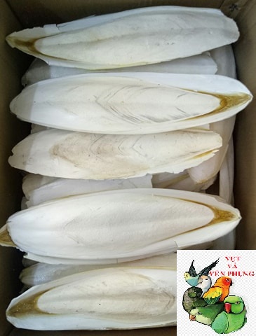 1Kg NAN MỰC NGUYÊN MIẾNG DÀI TRÊN 17cm CHO CHIM,VẸT