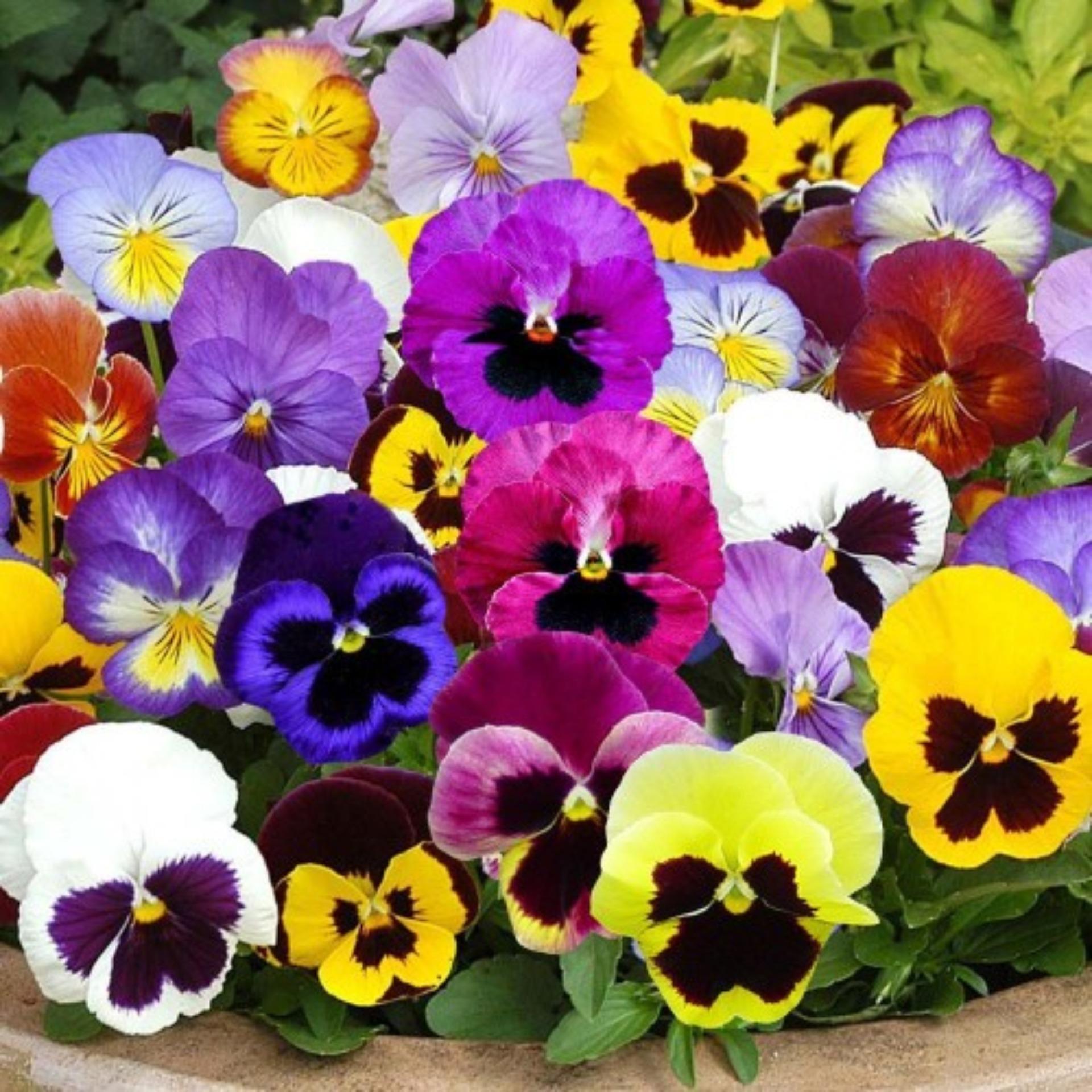 100 Hạt giống Pancy mix