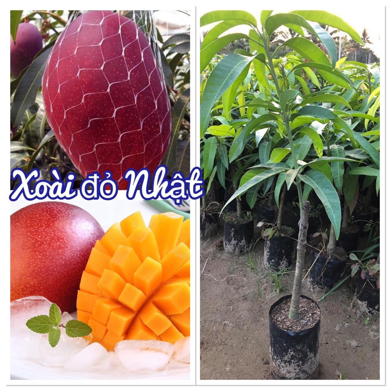 Cây giống Xoài Đỏ Nhật Bản. [ CÂY GIỐNG CAO 1M ĐẸP ]