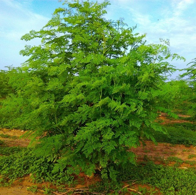 Cây giống chùm ngây Moringa cao 20cm