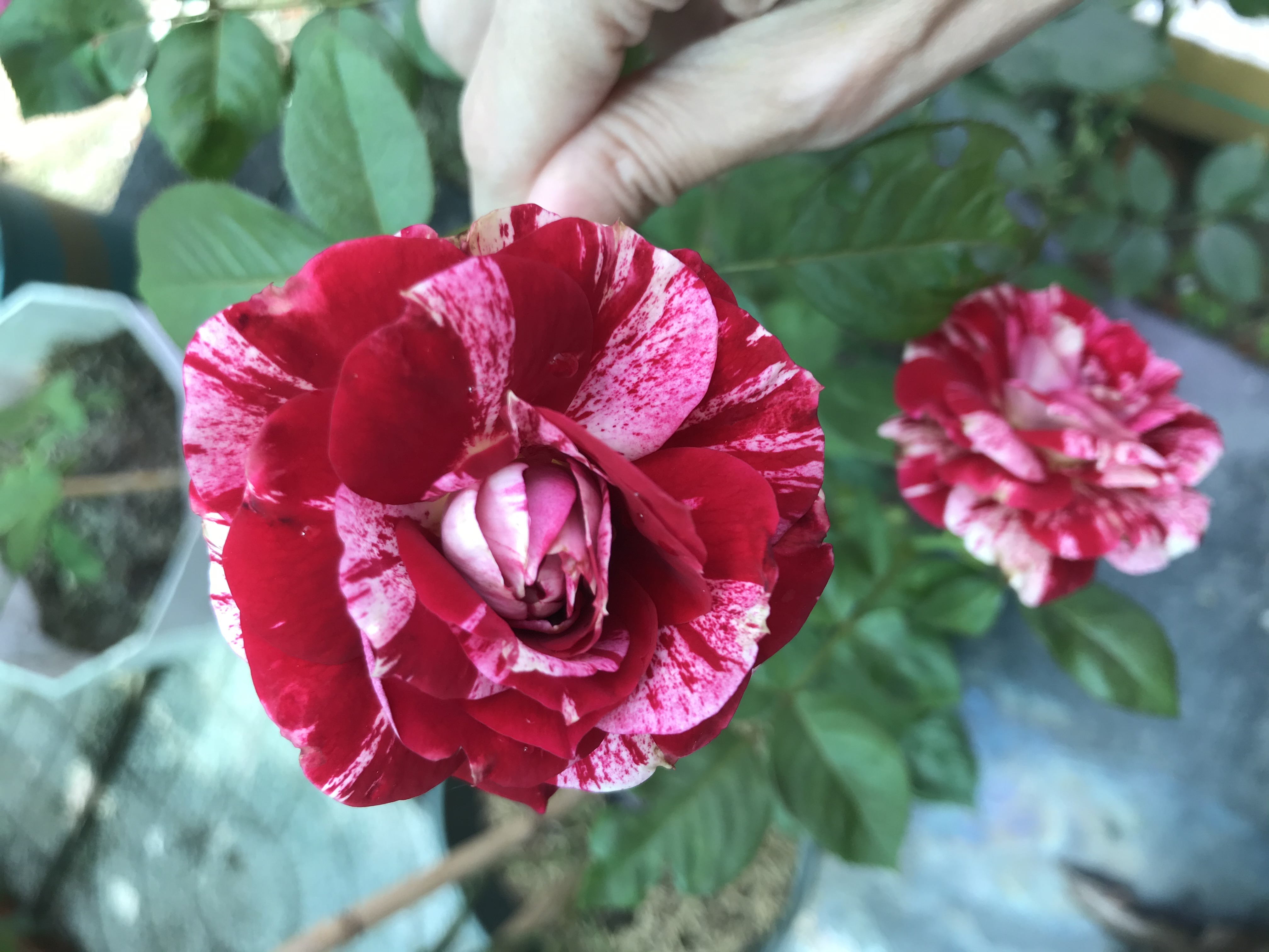 [HCM]Hoa hồng ngoại Julio Rose