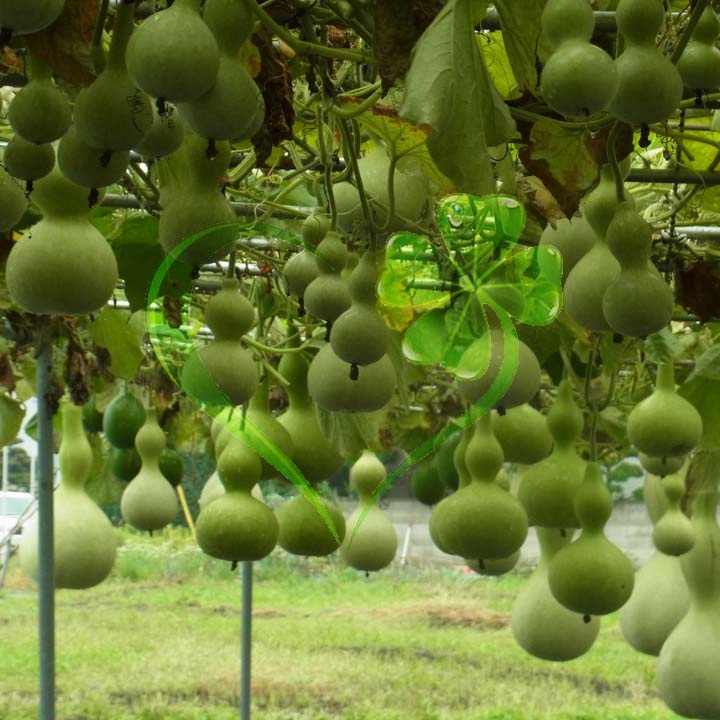 Hạt giống bầu hồ lô - gói 10 hạt