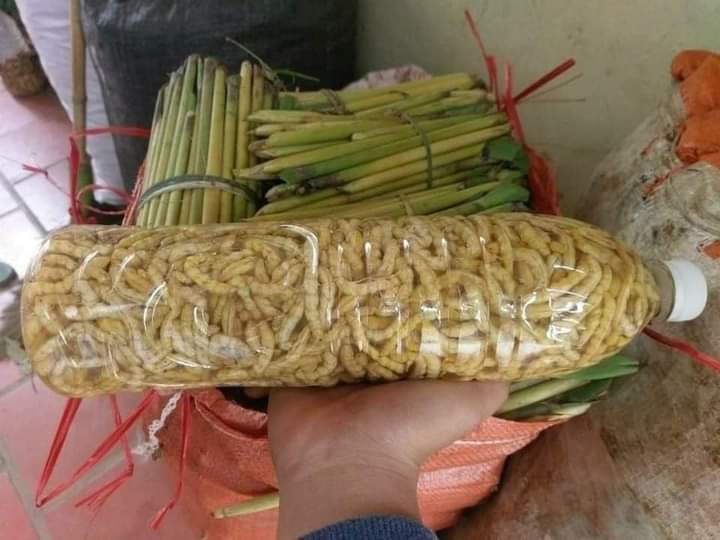 SÂU CHÍT NGÂN SẴN VỀ UỐNG (1.200.000/10lit bình nhựa)